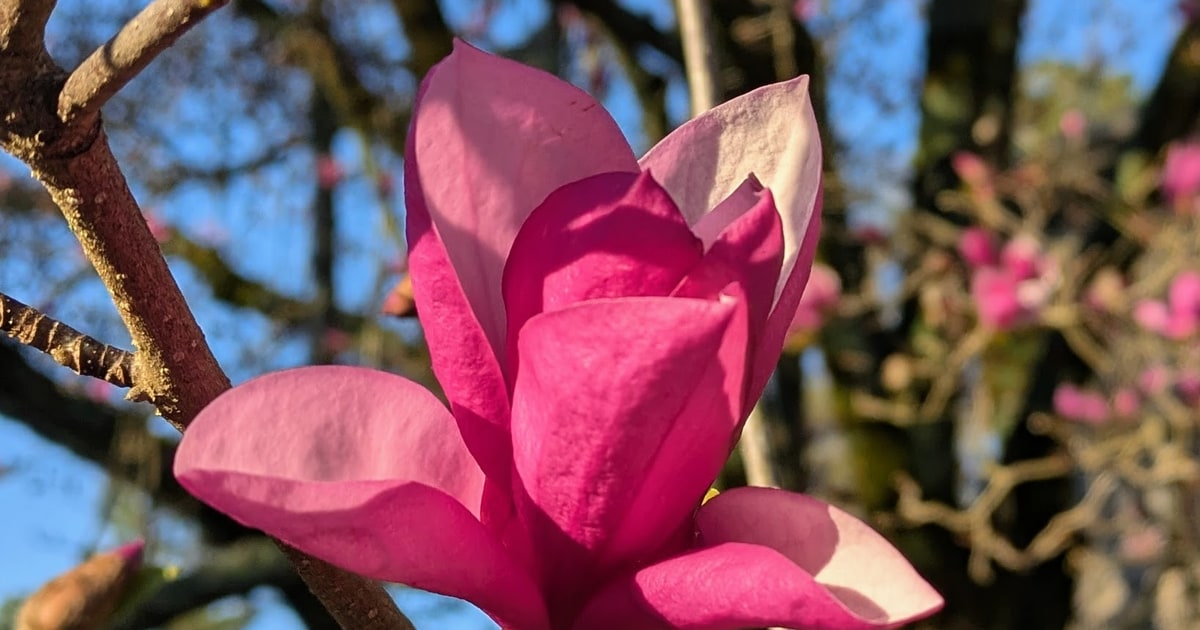 React 19.2.5 is another Server Components hardening patch